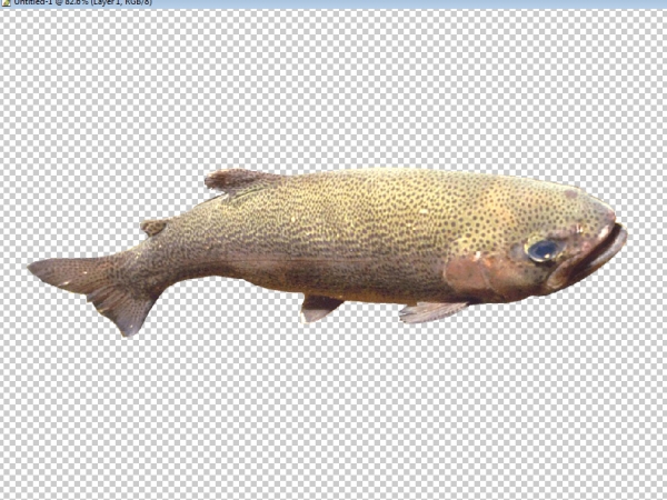 Creation of Colorful fish?: Step 5